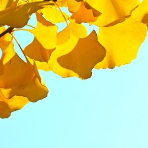 平凡无味