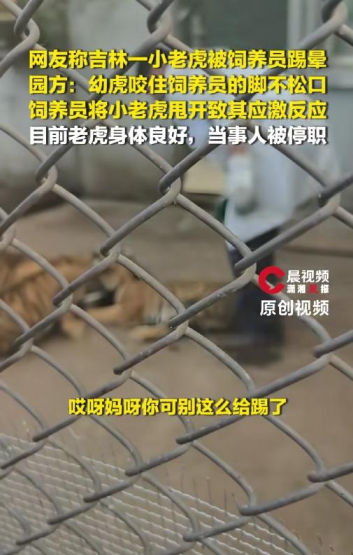 4个半月大的小老虎，咬了饲养员一口，饲养员一脚踢过去，小老虎当场身体僵直、瘫在地