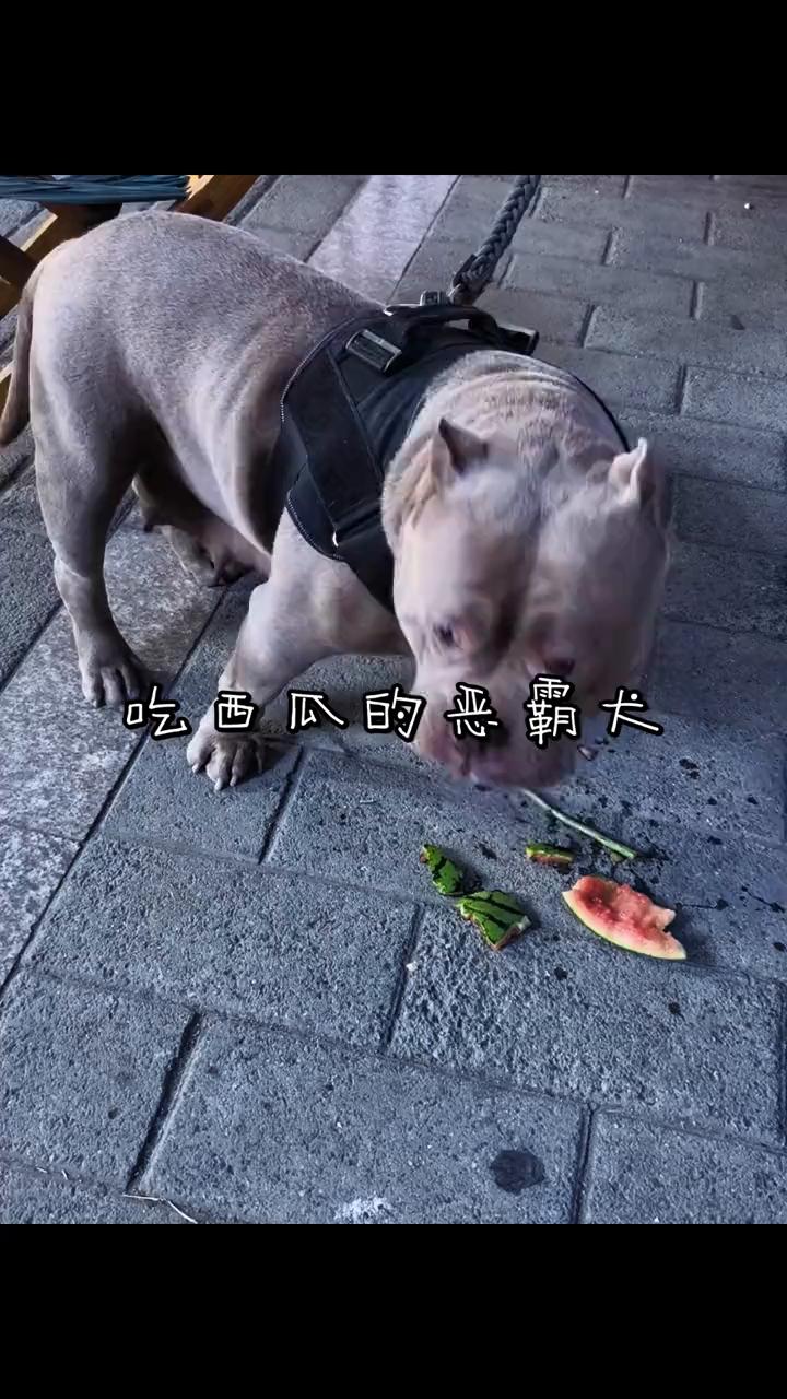吃西瓜的恶霸大。
就这样不要动，往镜头上面看，不要紧张，稍微带点微笑，一二三，不