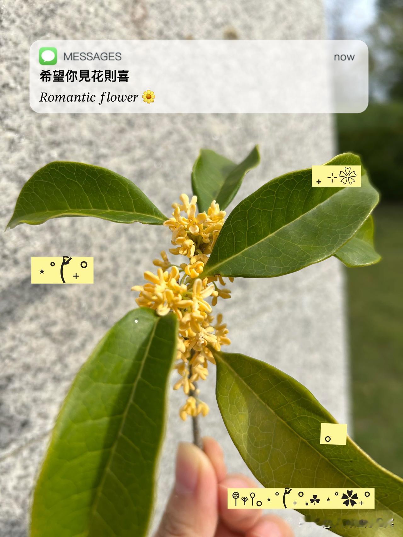 可以分享一张秋景的树叶的照片吗？