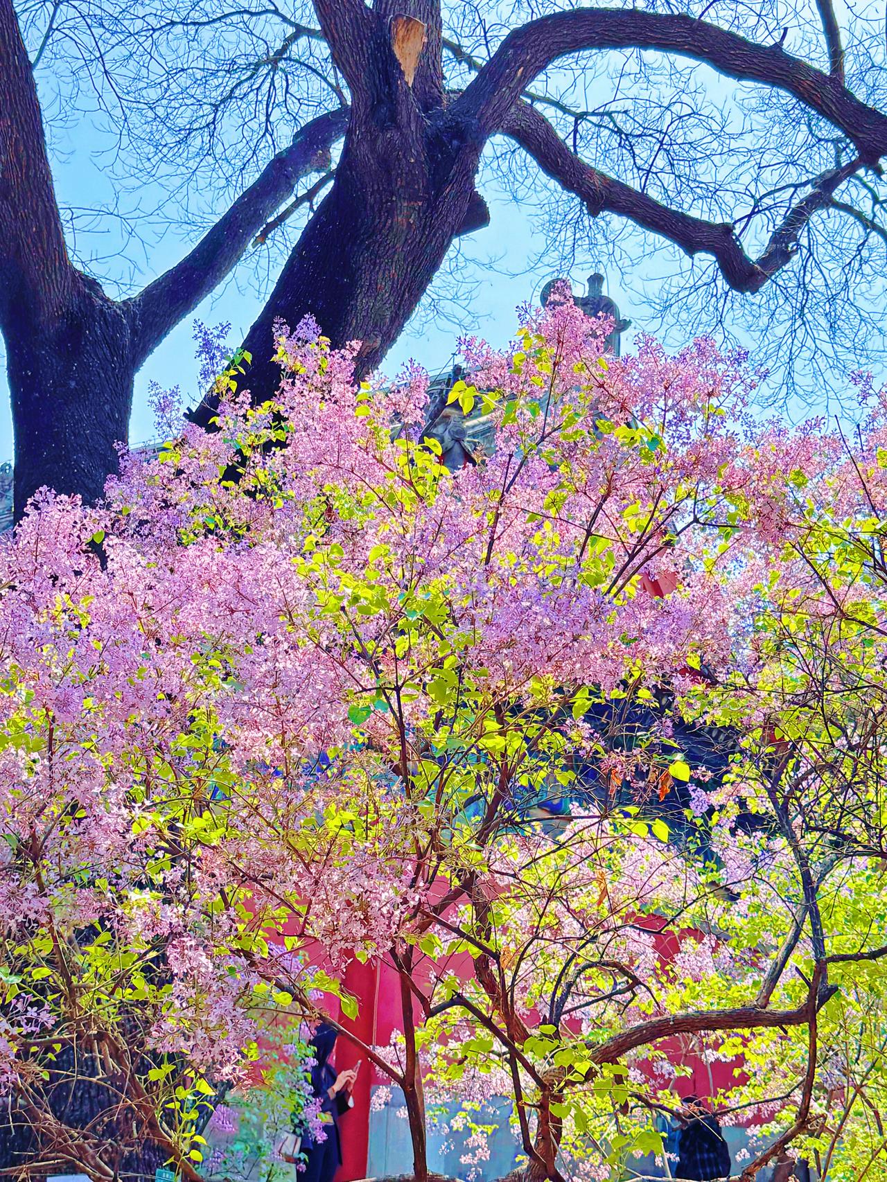 法源寺的丁香与智化寺的梨花可称绝代双骄