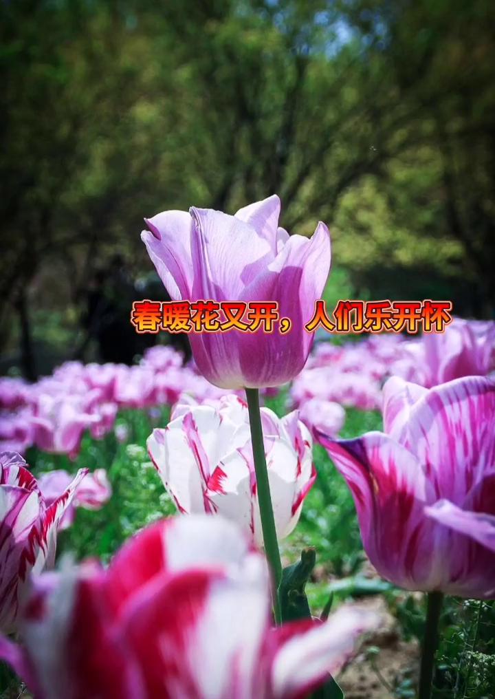 春暖花又开，人们乐开怀。