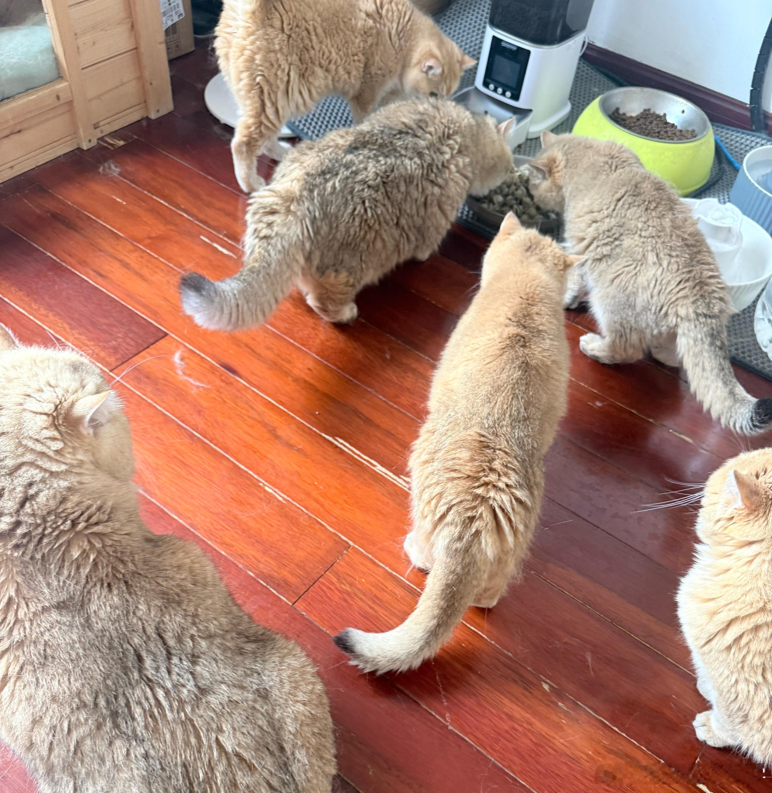 排队吃扇贝萌宠猫咪