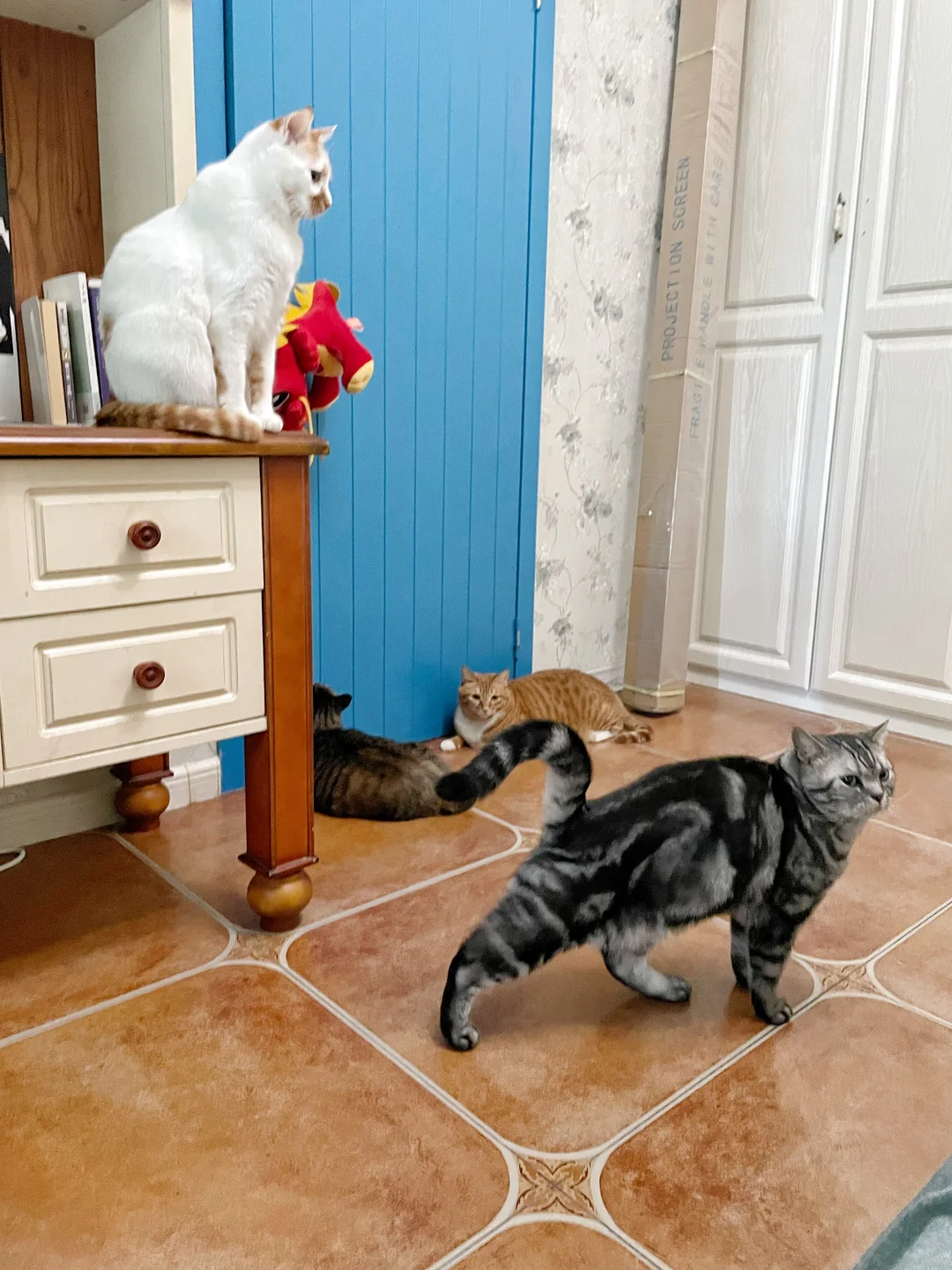猫：今天这事不赖我