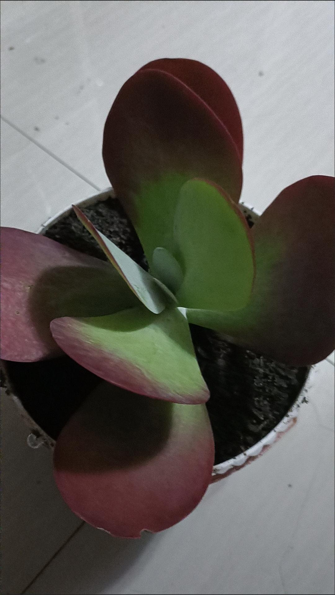 来一组花证明花开正艳