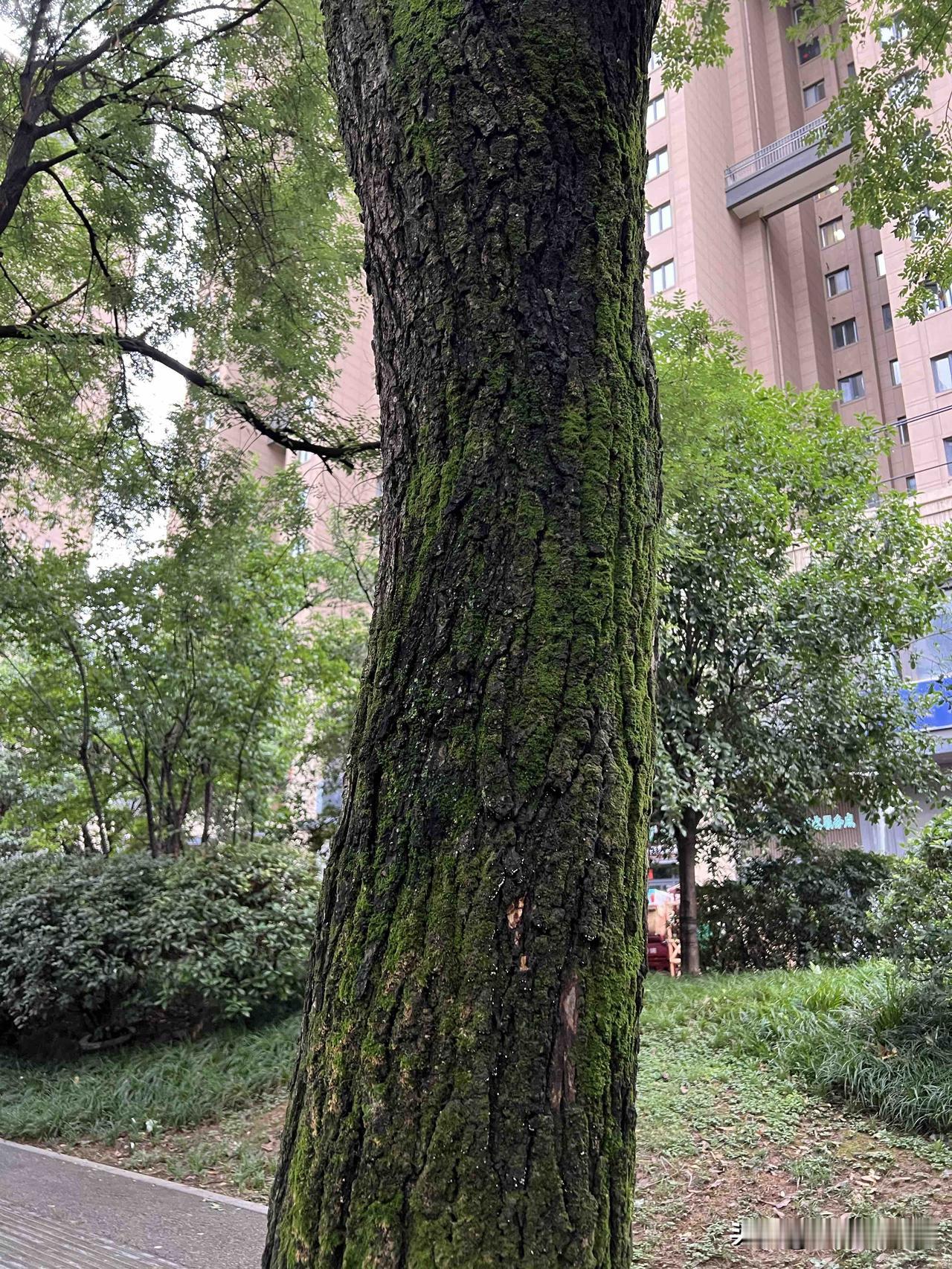 8月5日处于中伏节气的

西安竟然有了晚秋的感觉

淅淅沥沥的大雨下了一天

城