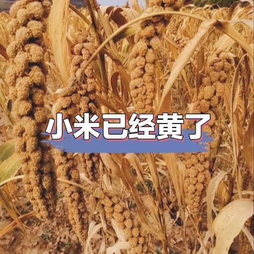 恍然大悟，小米苏7，就是舒淇，雷军有深意。
当天，两人颜值和衣服很搭，很年轻。