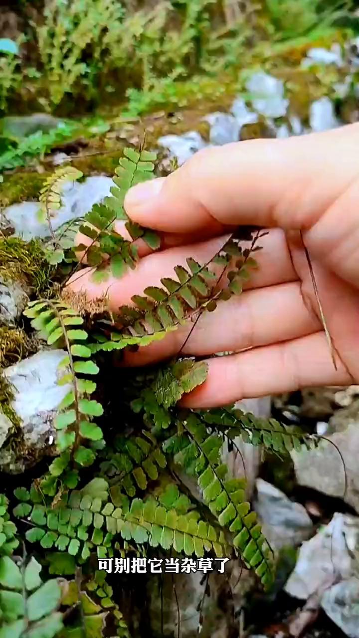 这种植物生长在石缝中，可别把它当杂草了。它叫铁线蕨，又叫铁丝草，因其根状茎与铁丝