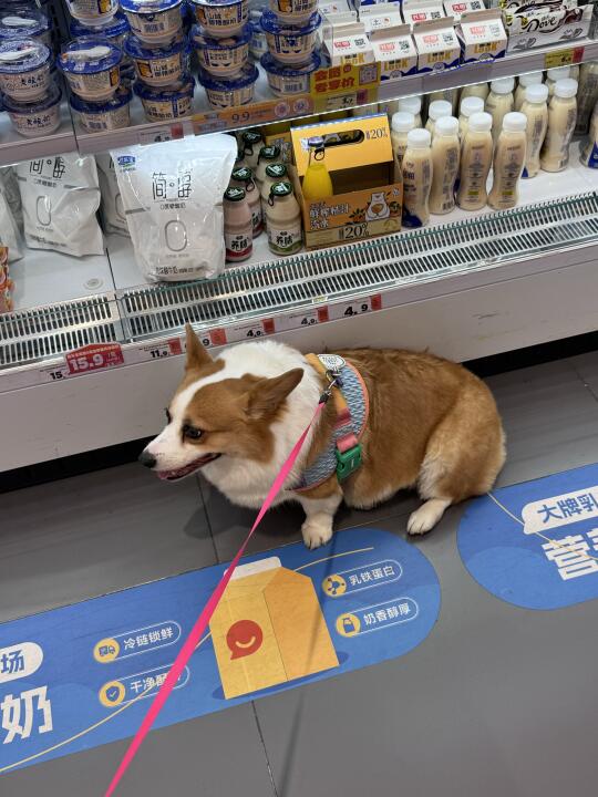 🌬️赖在超市蹭空调的小肥狗……