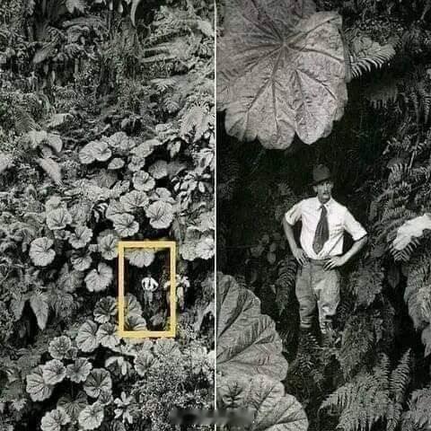 1924 年，再夏威夷毛伊岛上，一名男子在巨型植物丛中。 