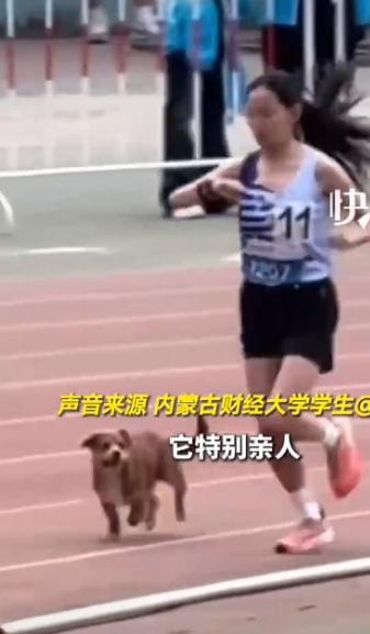 太暖心！内蒙古呼和浩特，女大学生参加3000米比赛，被自己经常喂养的流浪狗突然跑
