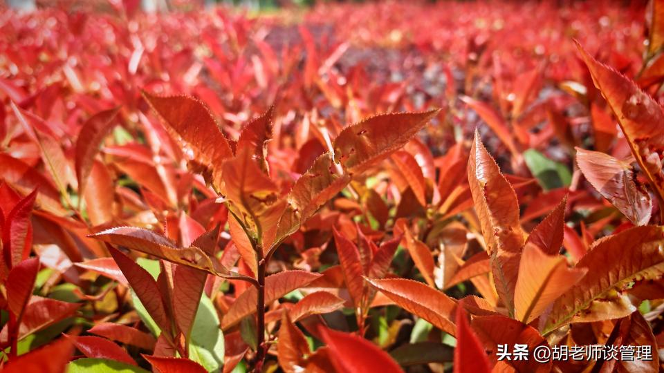 【高薪之道：弹性工资激发潜能】
 💡 字节跳动“大小周”争议背后，是高弹性薪酬