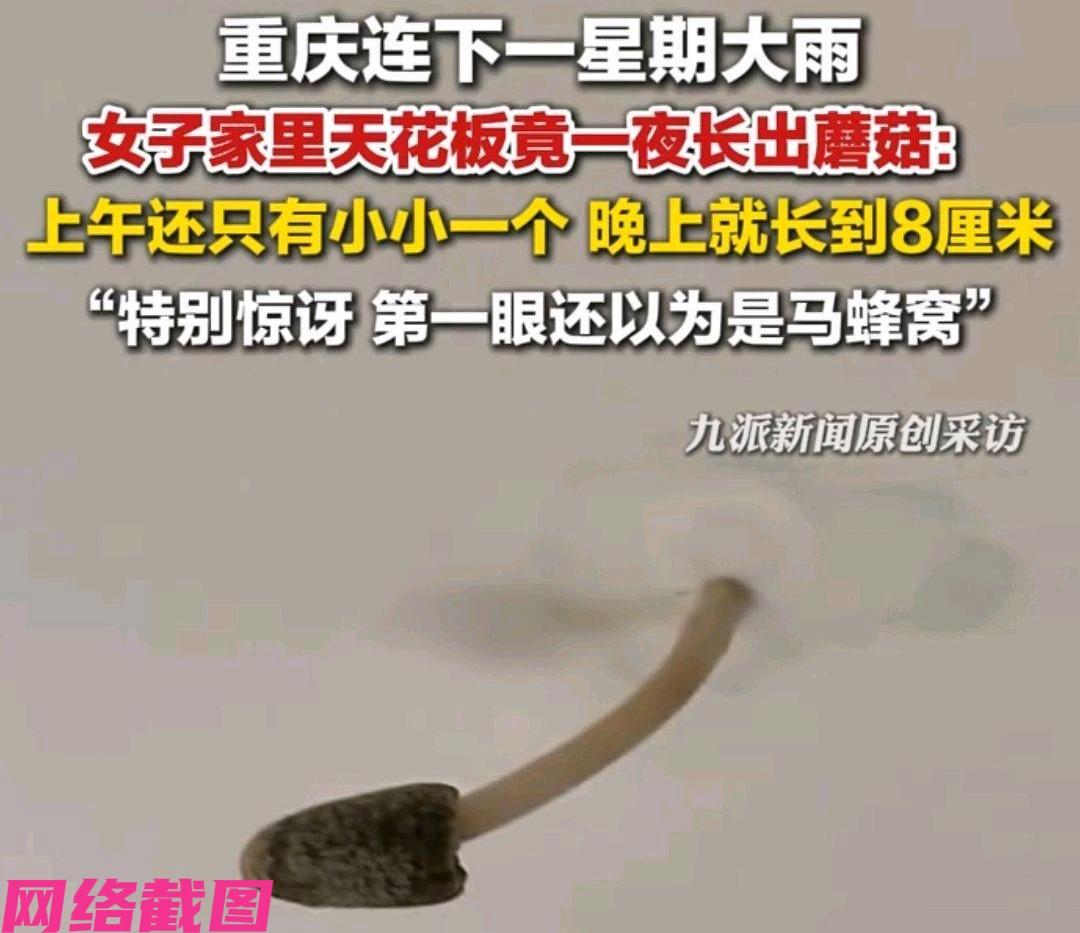 重庆有女子家里因遭遇到连日一周的阴雨，如今竟看到家中卫生间的天花板上长出了根蘑菇