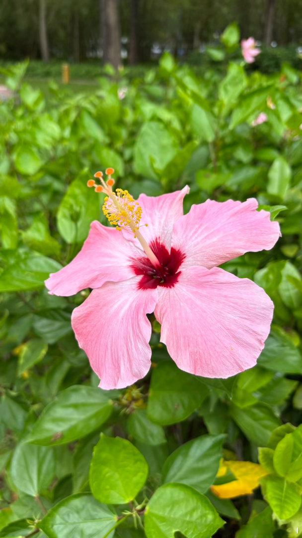 香港楼价指数已经连涨九个月，最新报141.5点，创逾两年新高。年内累计升幅5.0