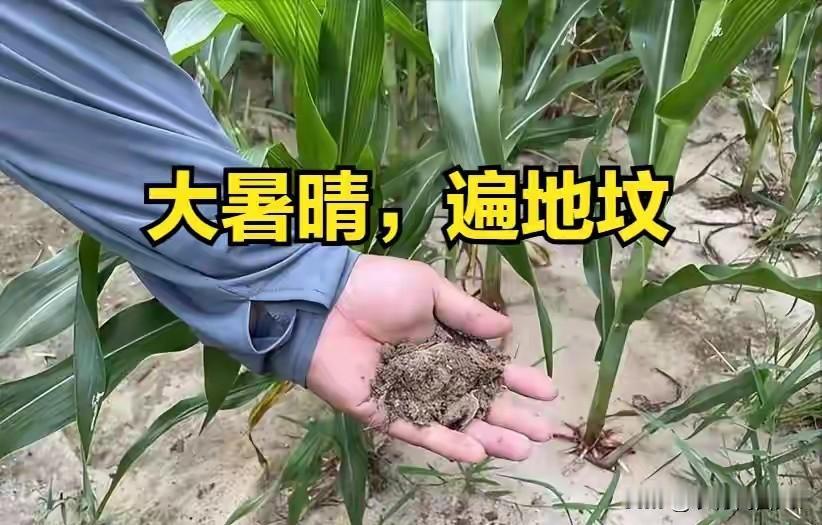 今日大暑，老人说“大暑晴，遍地坟”，大暑晴天不好吗？答案来了
 
今天正式进入大
