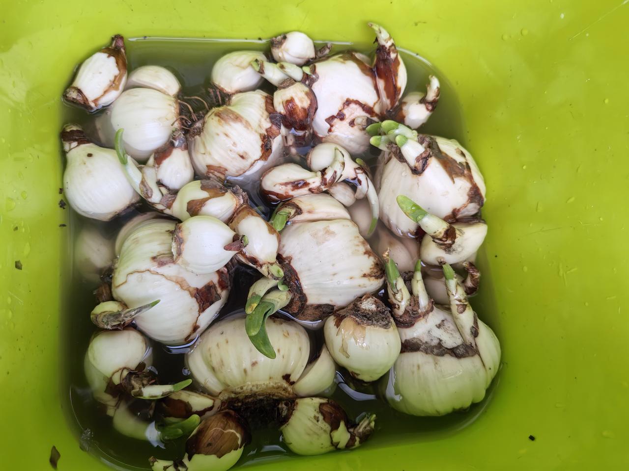 买来水仙花，先剥去褐色外皮，再用矮壮素浸泡22～24小时，最好只要清水养护，一个