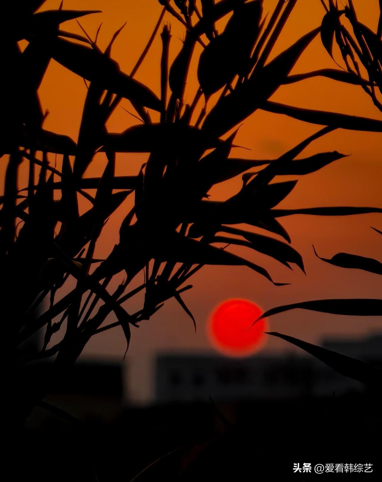 集卡领红包竹影裁碎橘红天幕，残阳凝作一点炽红坠在梢后。墨色枝桠缠裹着暖光，把暮色