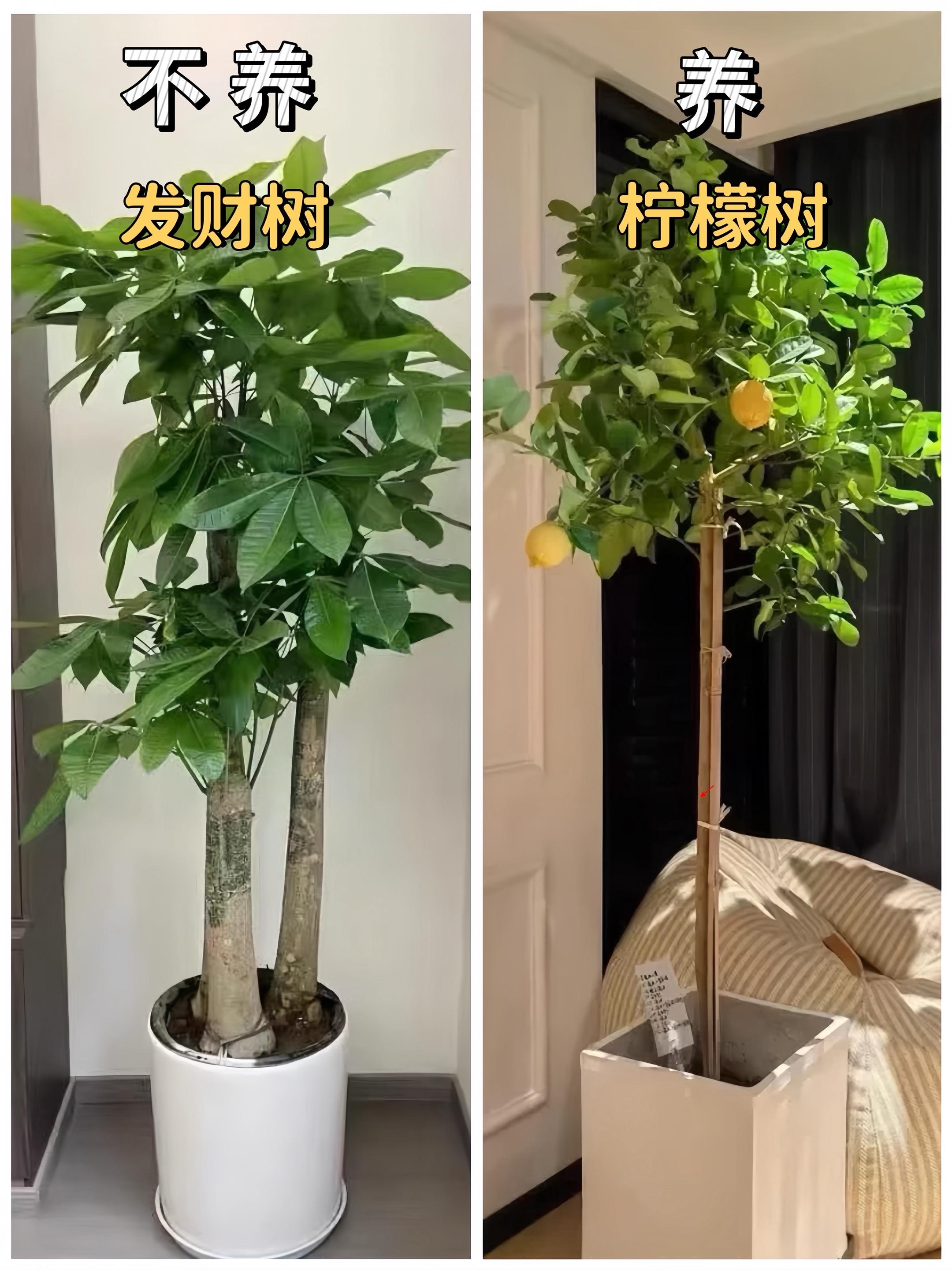适合家里养的绿植花卉，懒人也能养明白！
