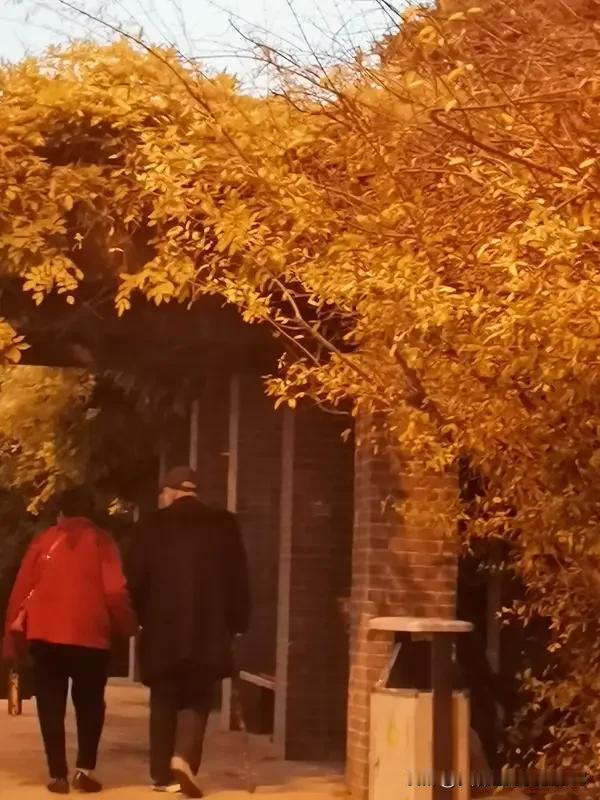 七律，《暮年续感怀》
傲骨欺霜立玉身，
贞姿劲节对秋旻。
寒侵翠叶色长碧，
冷透