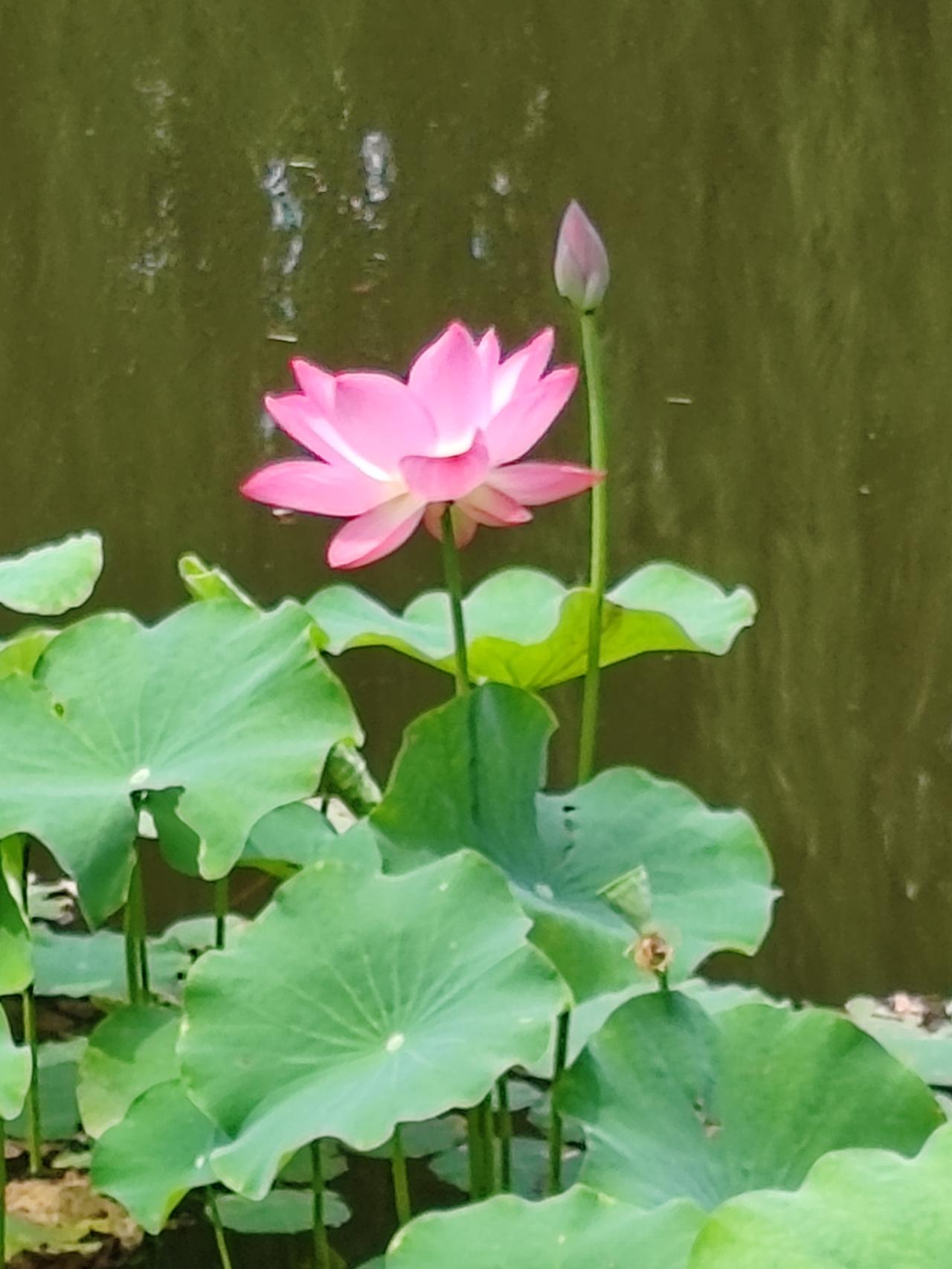 夏日美景随拍《湖畔荷花》夏至荷花肥，芙蓉来照水。蒲草竹相伴，妩媚更动人。