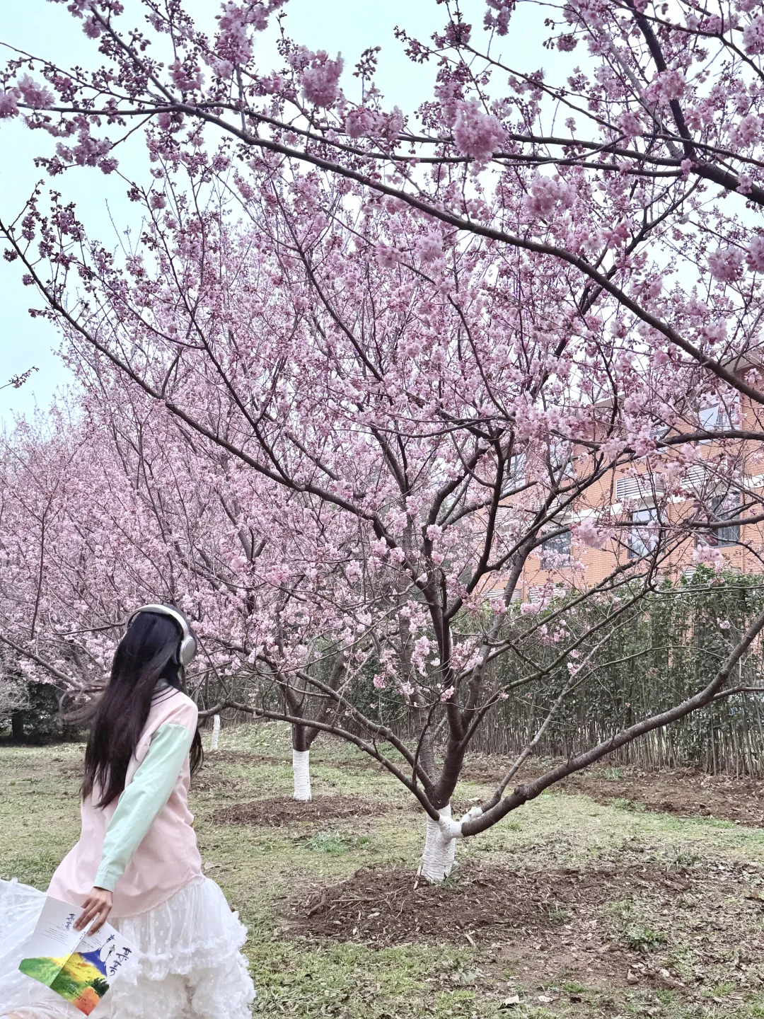 跑进春天里，2.25中山植物园的樱花美疯了……