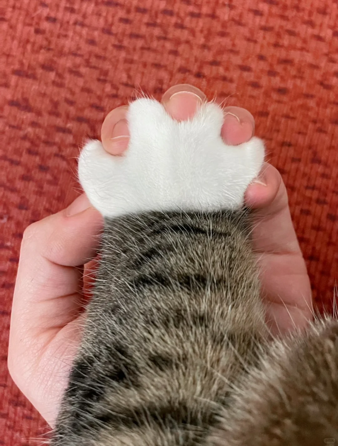 人，快来当咪的爪友，听说牵猫爪能