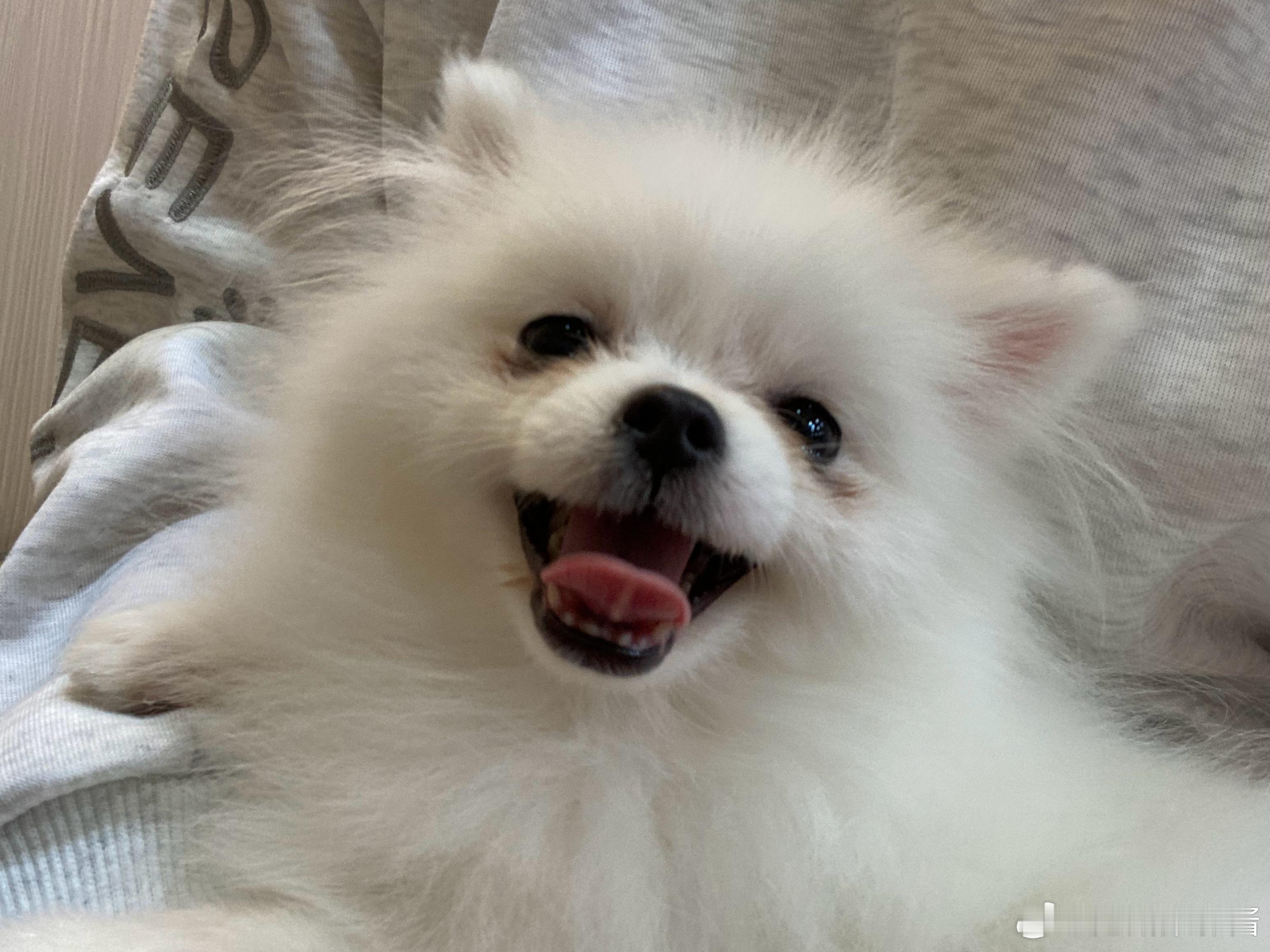 这修狗怎么这么可爱！ 