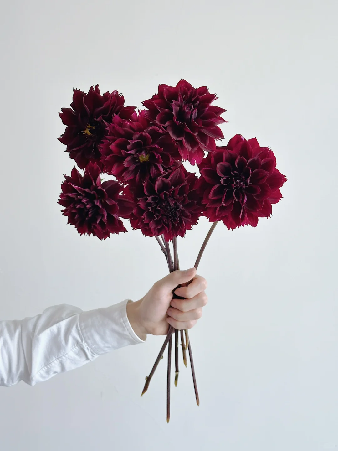 大丽花·黑暗飘雪