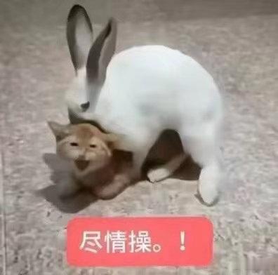 进货来了各种兔子 ​​​