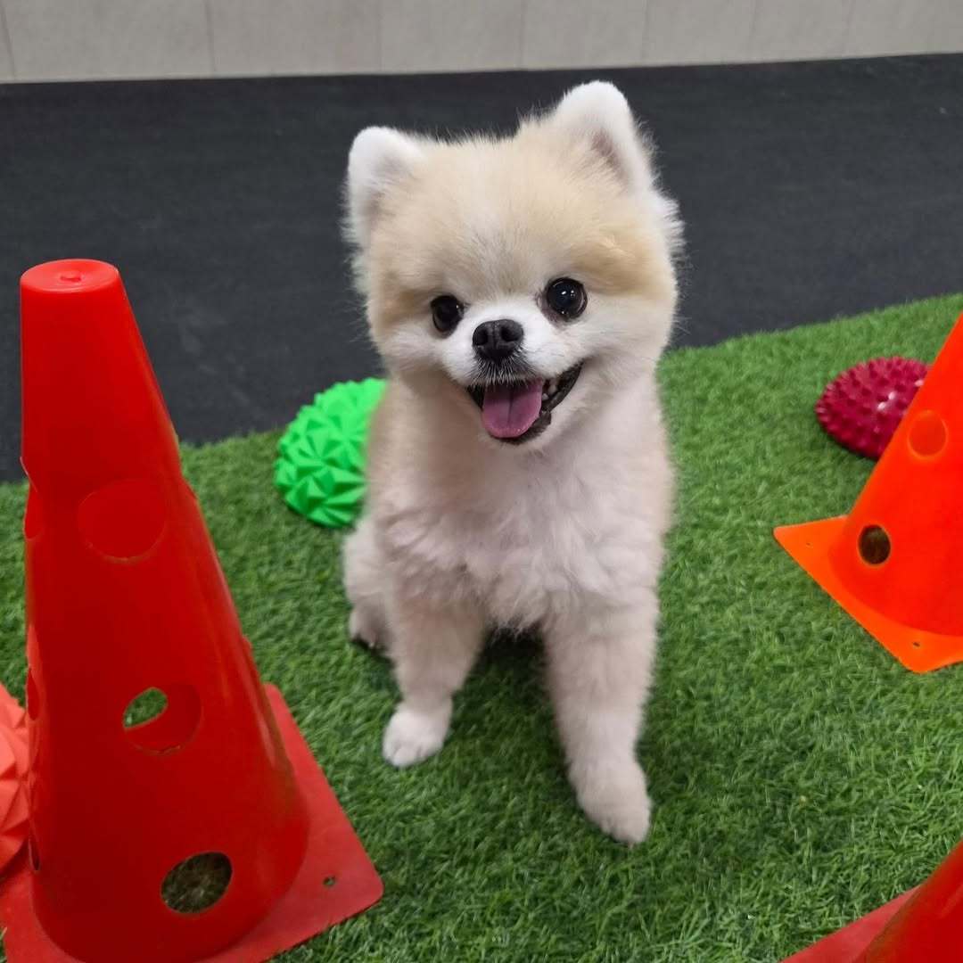 我要封ku是小狗界超级狗狗福星 之前病到要被建议安乐的小狗能恢复成这样我真想泪两