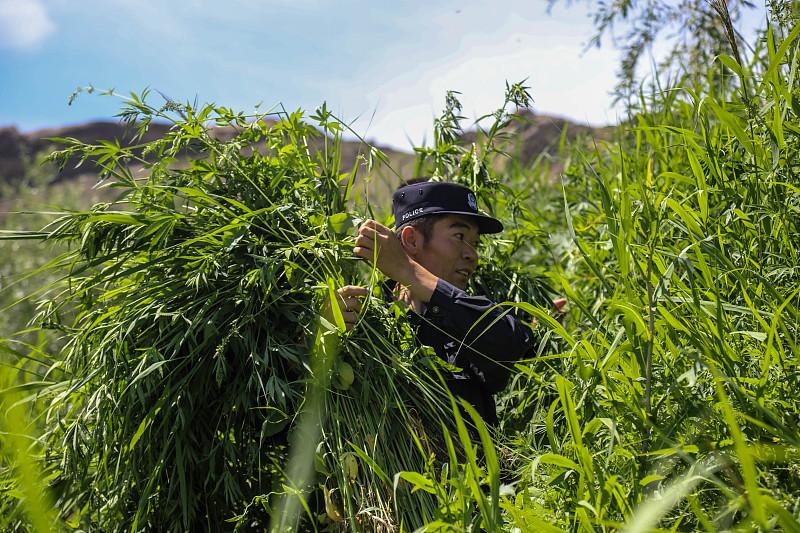 现在网友的法律意识真的太在线了，最近连续两起网购发菜主动报警的事，看得人又好笑又