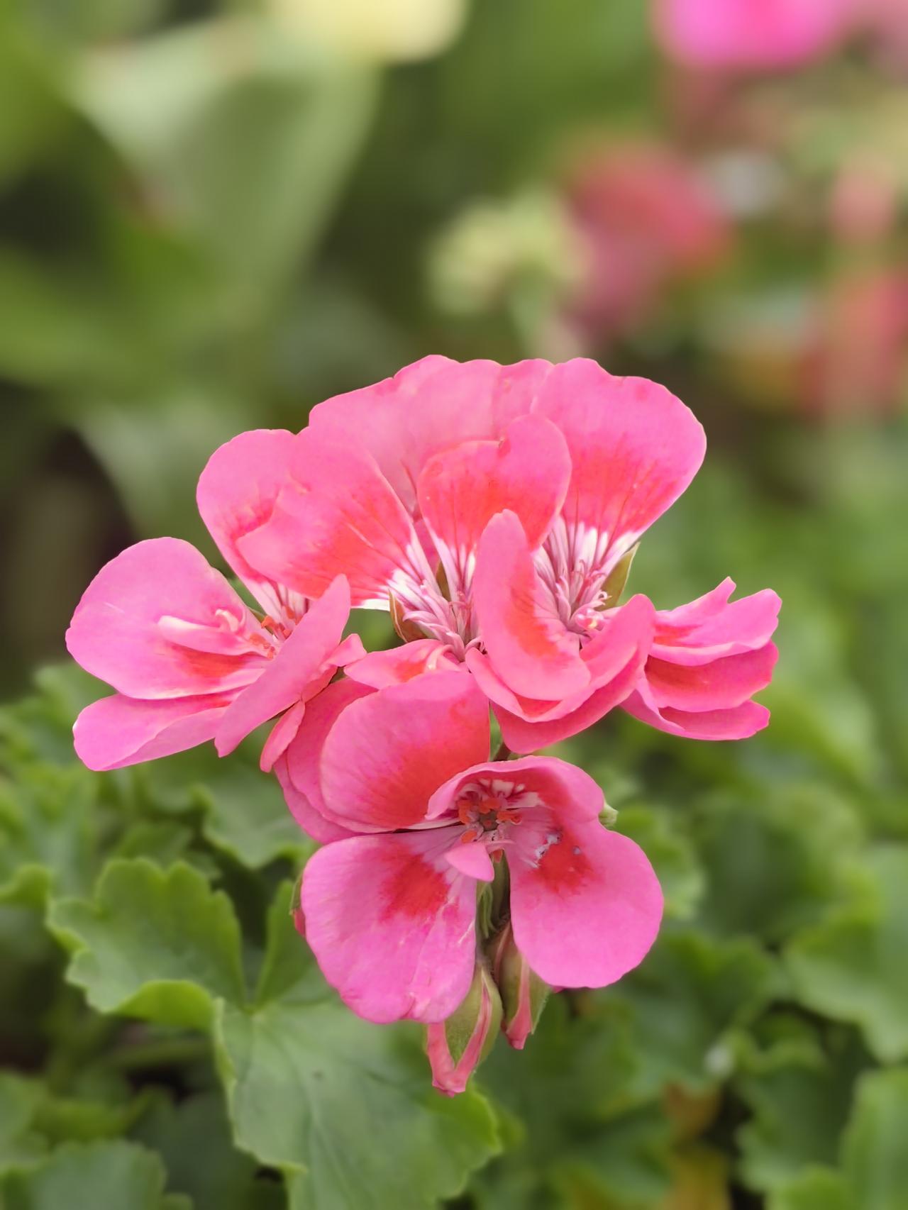 上海女排那是真牛！就跟上海那整洁繁华的市容市貌一样，在国内排坛也是相当亮眼。她们