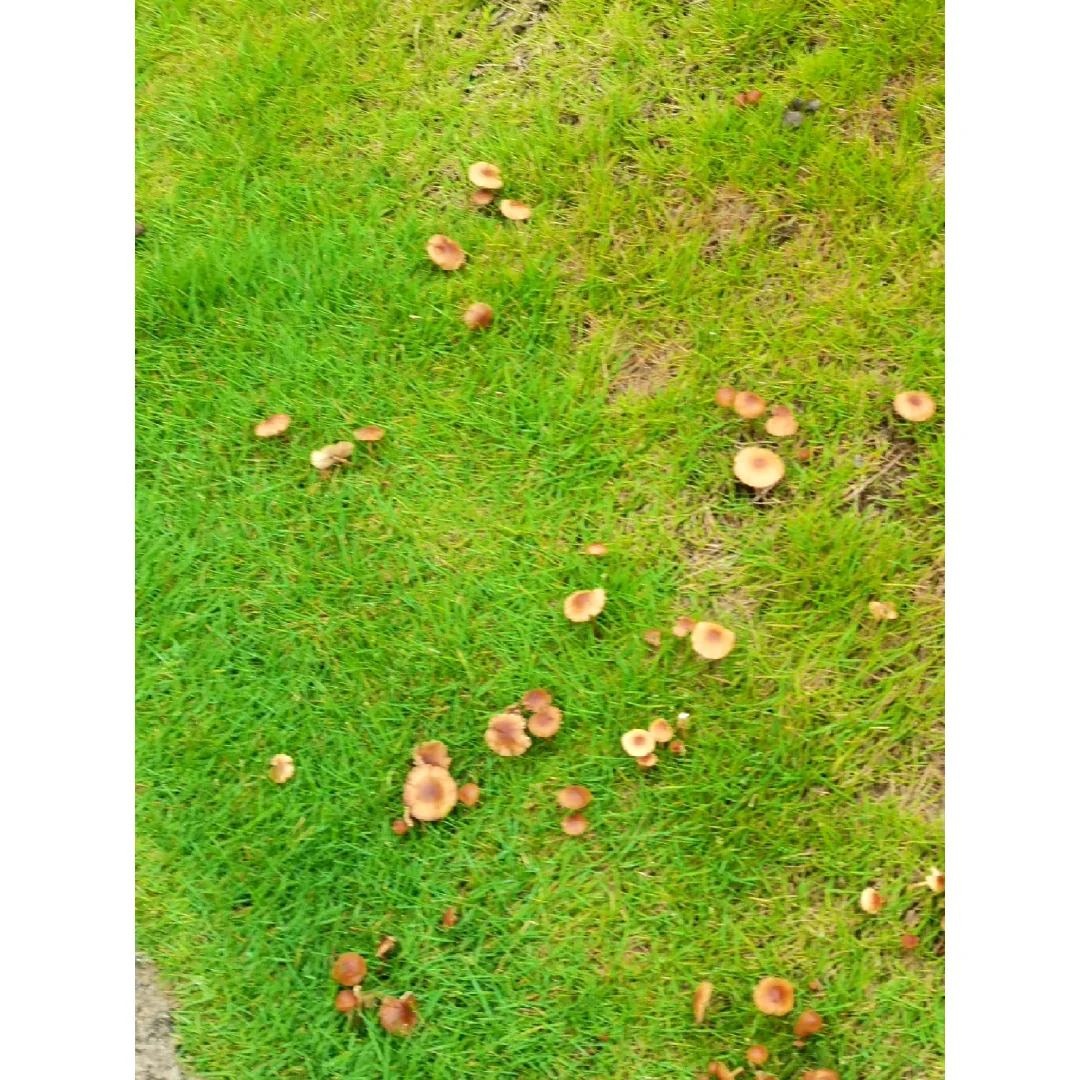 在雨后全是蘑菇