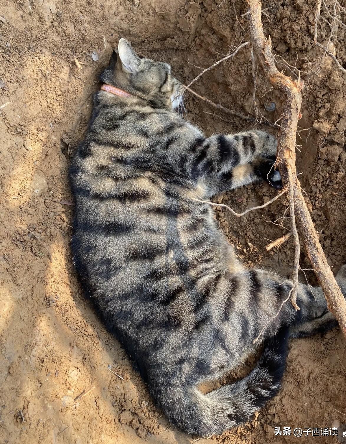 有人说猫是灶王爷派来抓老鼠的，猫死后不能埋在土里，而是要挂树上，这样它才能升天，