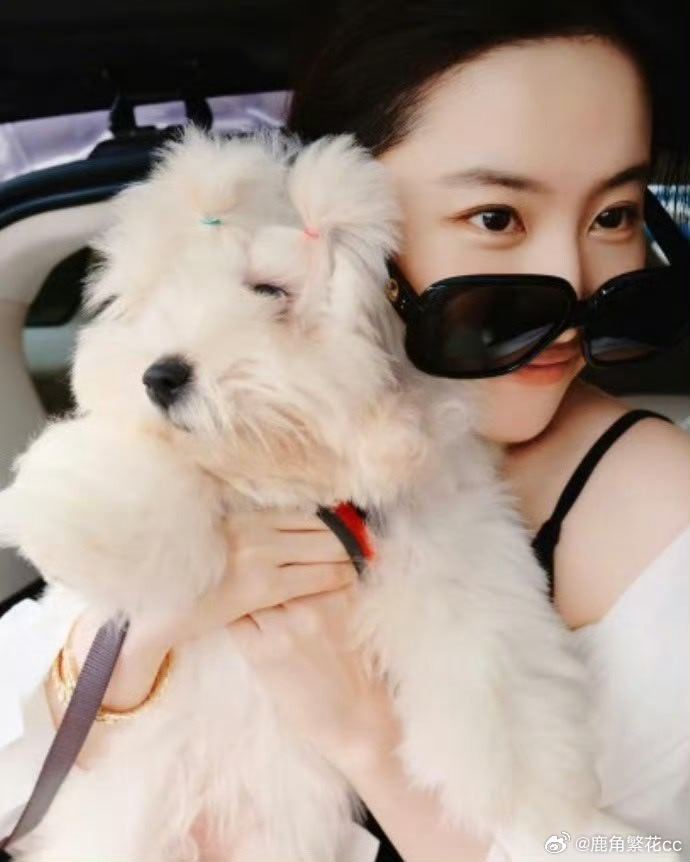 刘亦菲抱狗出门哈哈最近太得宠了吧柠檬了🍋刘亦菲