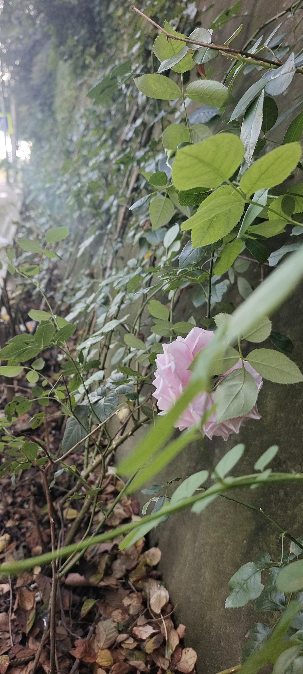 一个人做点好事并不难。这一路蔷薇刺太多，我经常把它们塞回去，免得刺挂着人，枝挡着