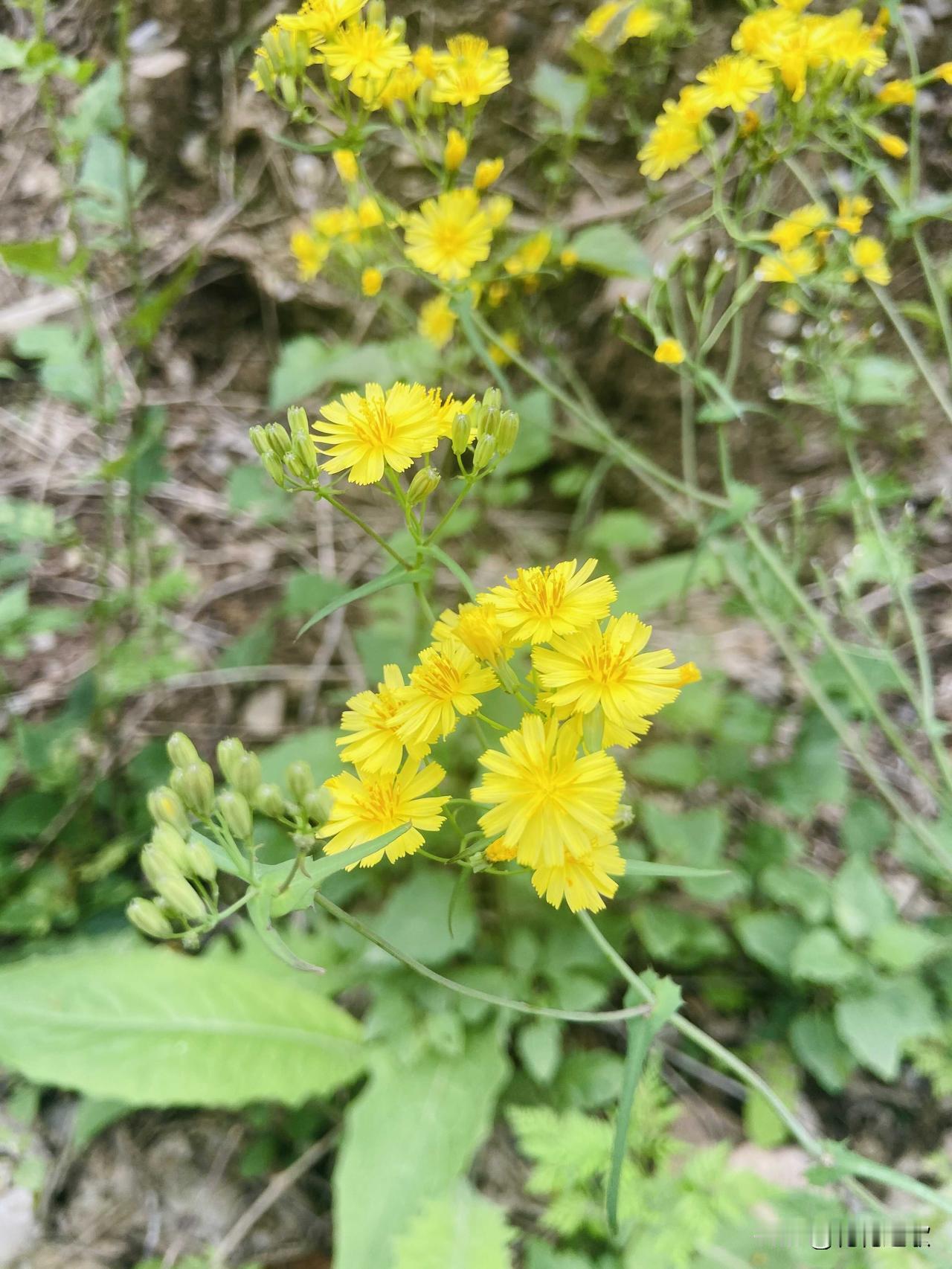城市的繁华交给工作日，周末是属于山野放松。

钓鱼人：河边一坐，摆摊开始，拌鱼饲