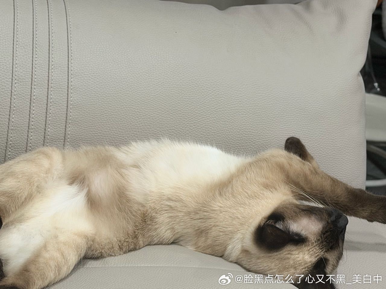 4151只黑脸宝宝这样睡觉真的舒服吗 