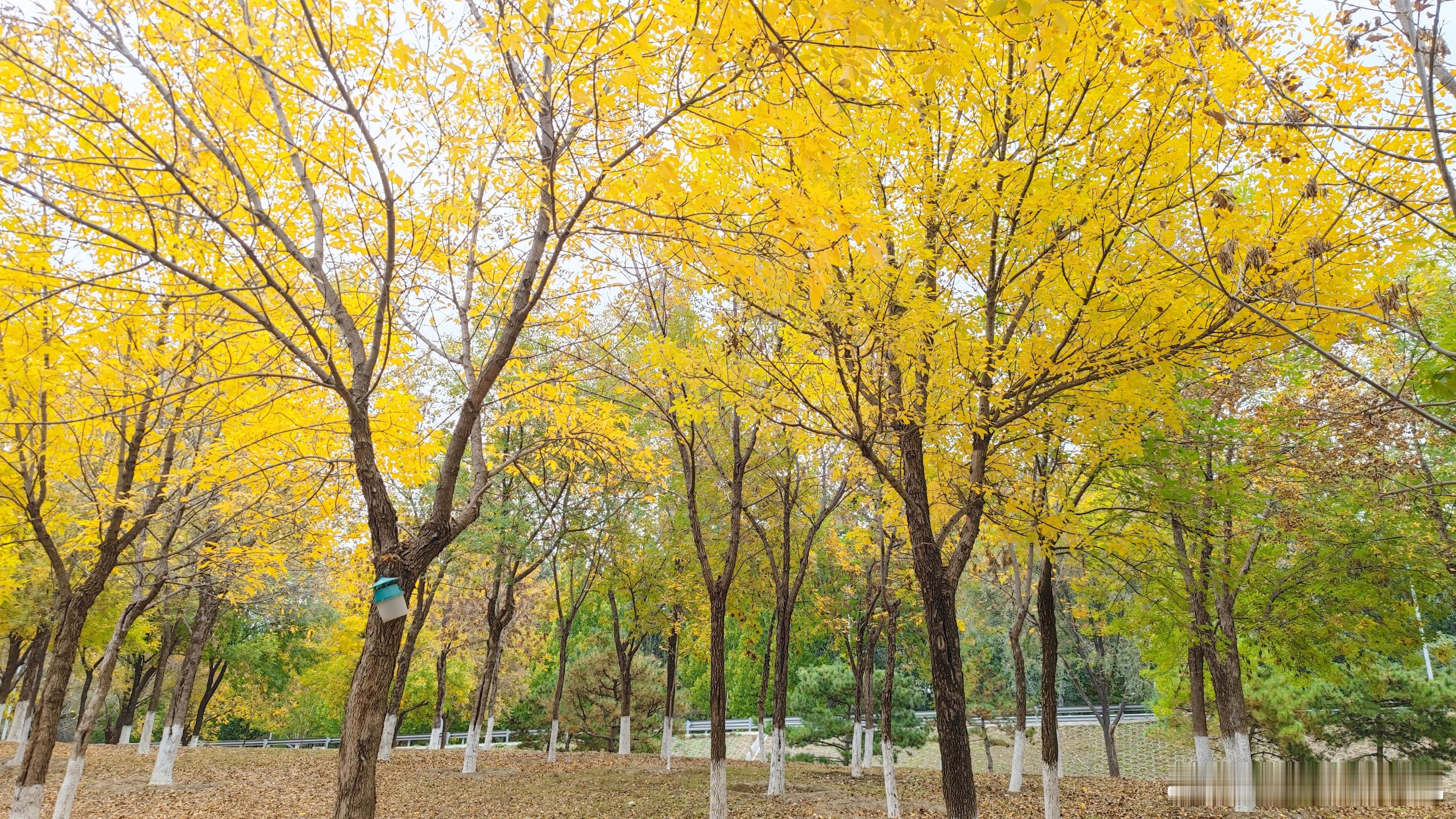 北京奥森公园的秋色摄影​​​