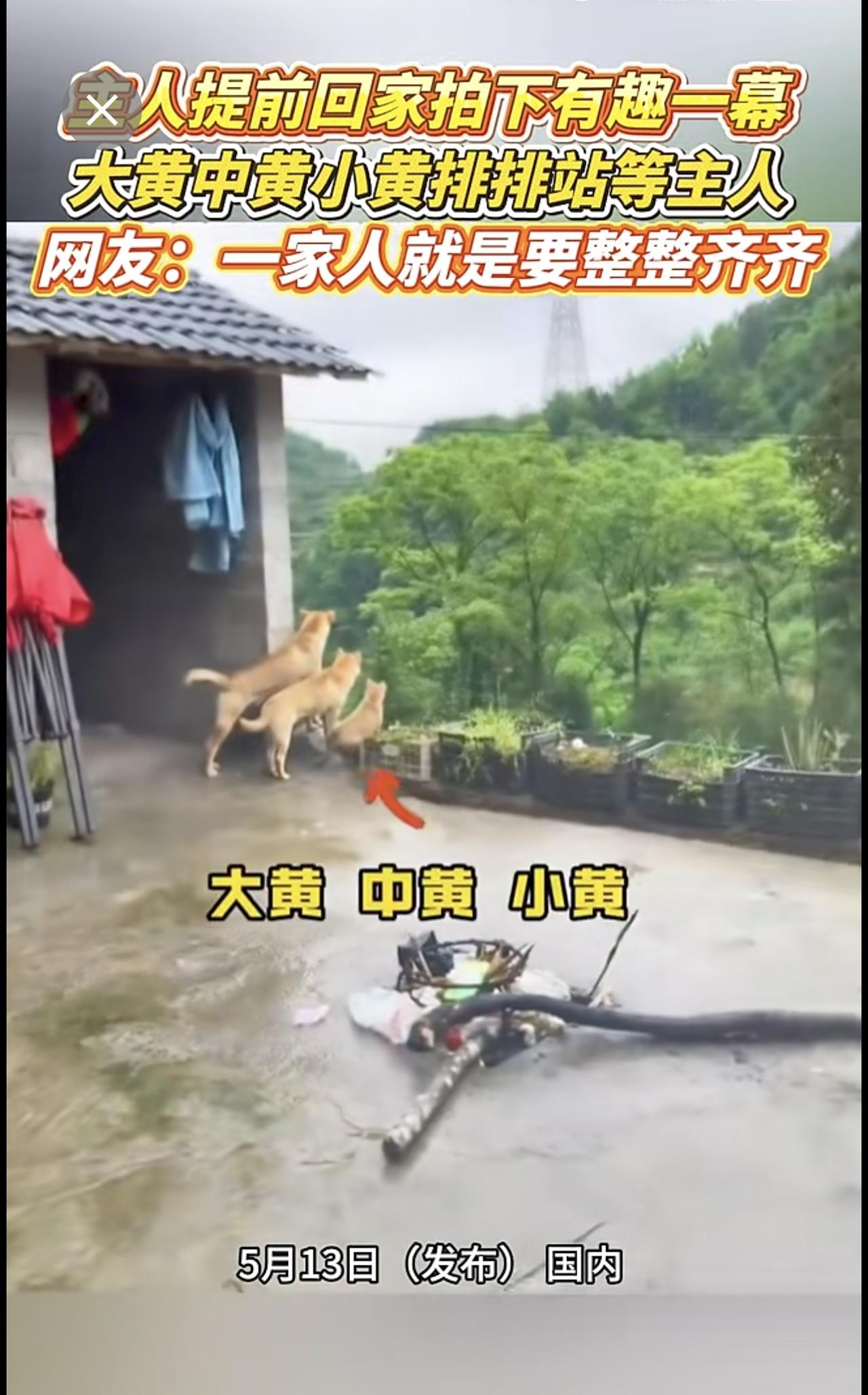 主人提前回家拍下有趣一幕，大黄中黄小黄排排站等主人，网友：一家人就是要整整齐齐。