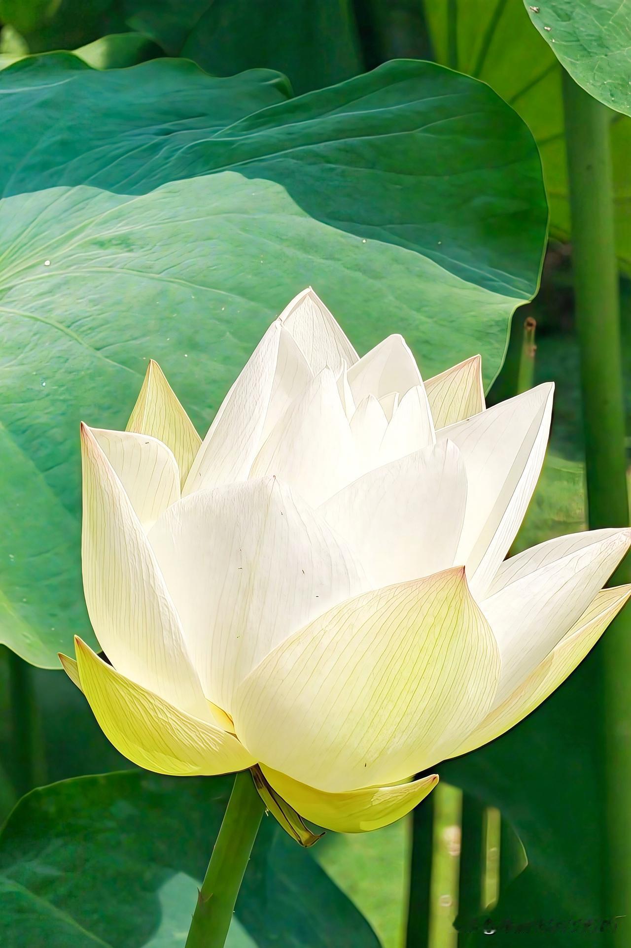 一朵洁白的荷花在水面上绽放，那画面美得让人窒息。就像济南大明湖南岸历下亭旁的白荷