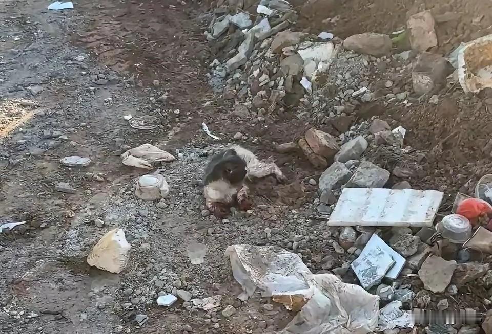 太过分了！这天一位大哥去地里干活，当他走到一块荒地的时候，看到极其残忍的一幕，一