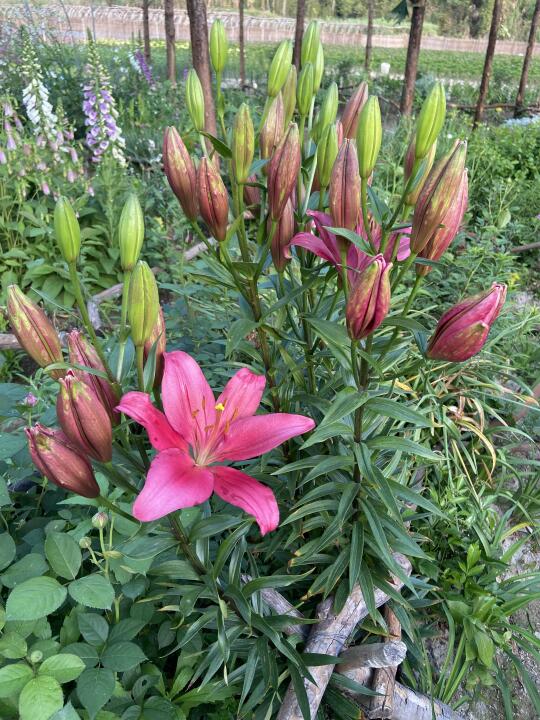 我的百合花“西蒙”开始开花了，一杆8朵花起步