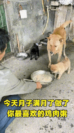 看完这一幕瞬间泪目，原来最真挚的亲情，不分物种，从来都是双向奔赴！
 
家里的大
