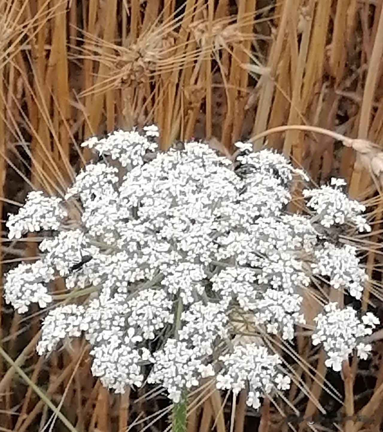 《黄麦白花（李林摄于汉中城固）》
