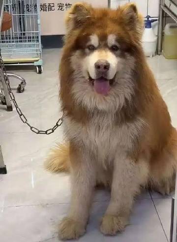 潘宏回应  网传潘宏给狗狗洗澡致死 好可怜的狗狗 