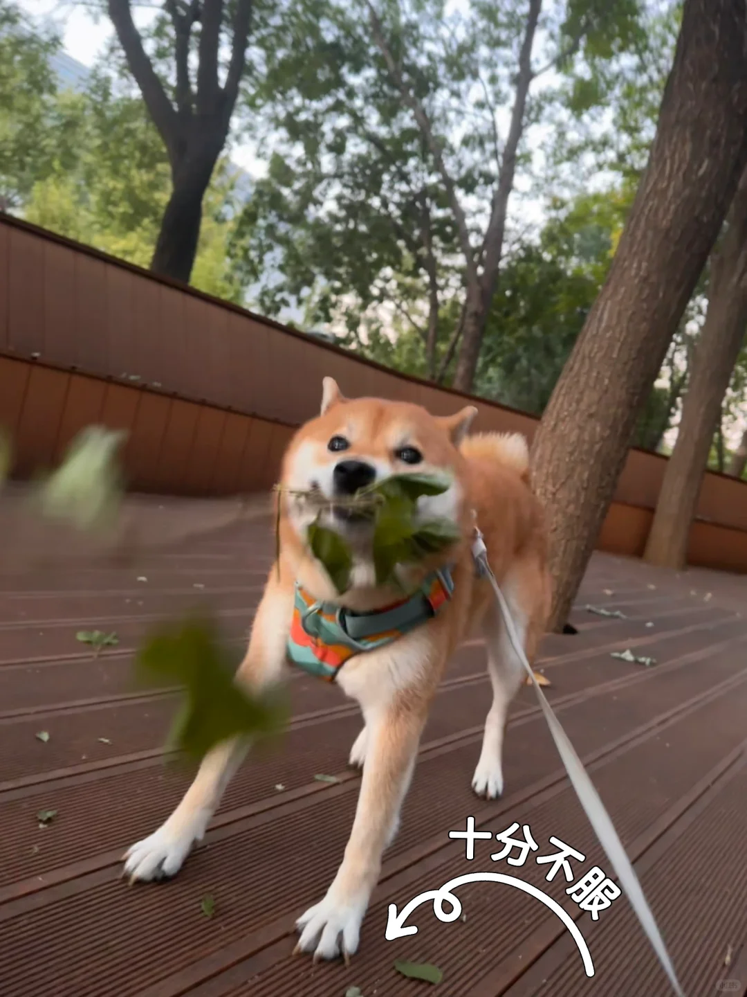 看，这是我家逆子