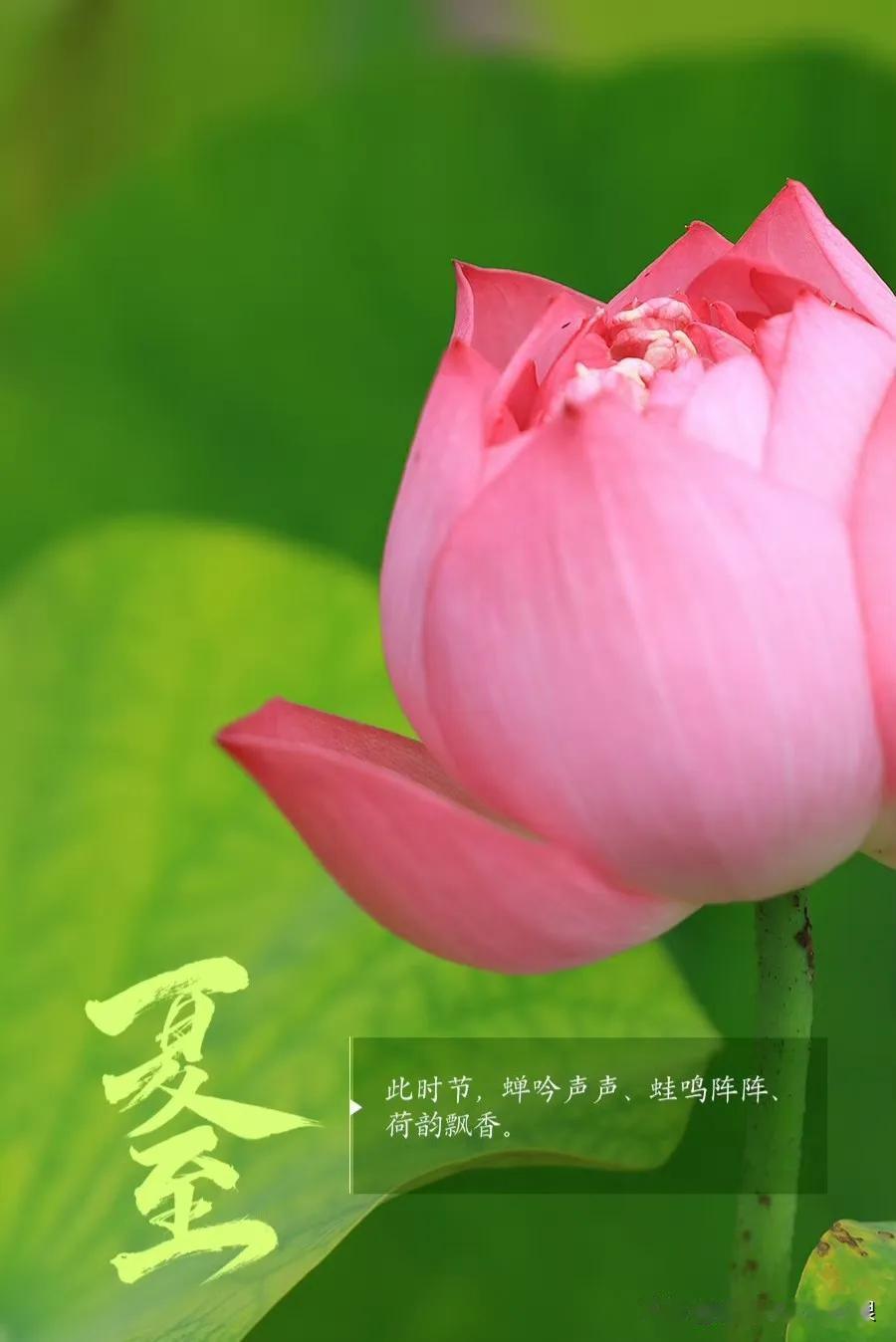 夏至
夏至是二十四节气第十个节气，一般在公历6月20日至22日到来，2025年夏