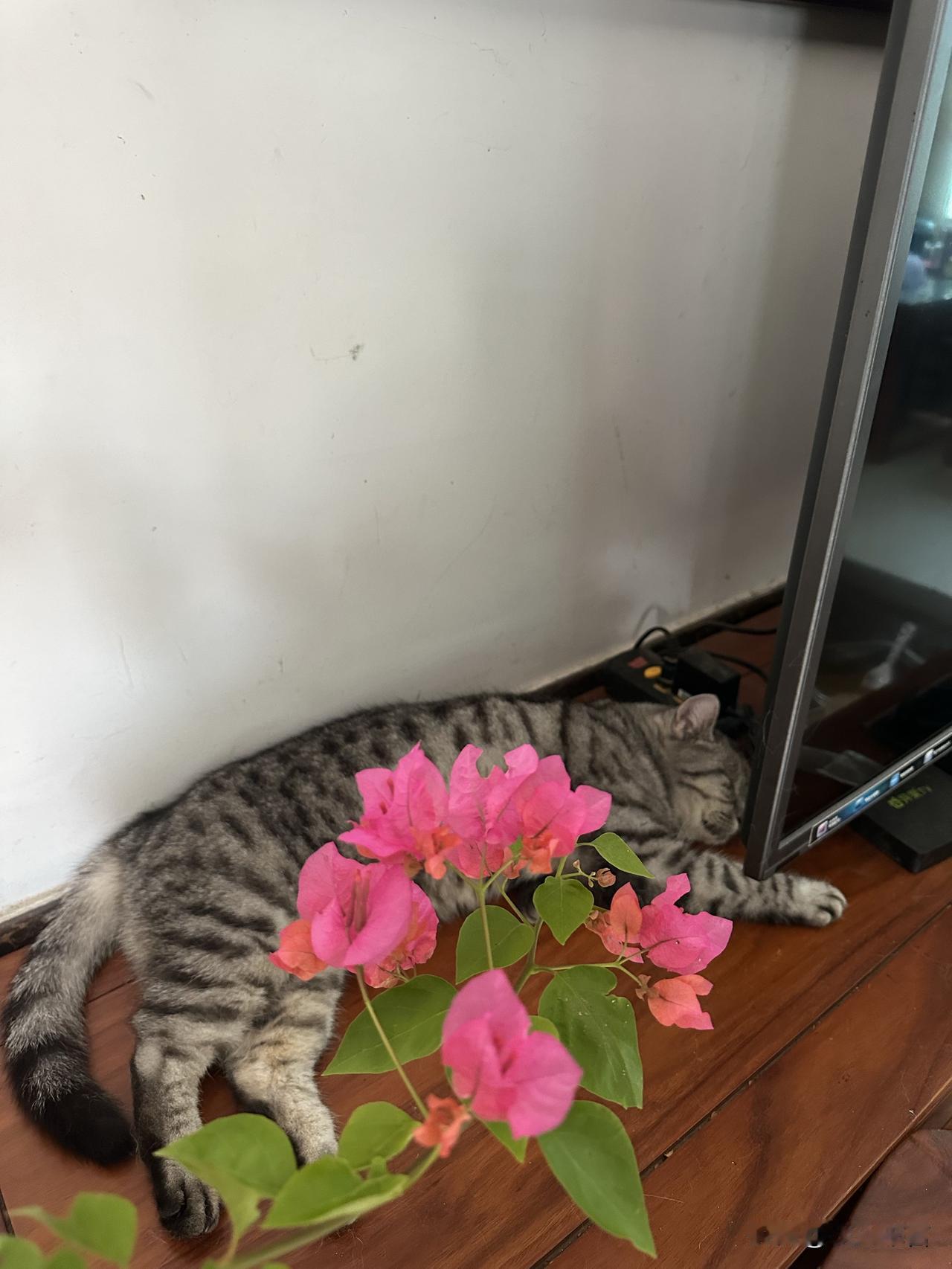 夏日生活打卡季