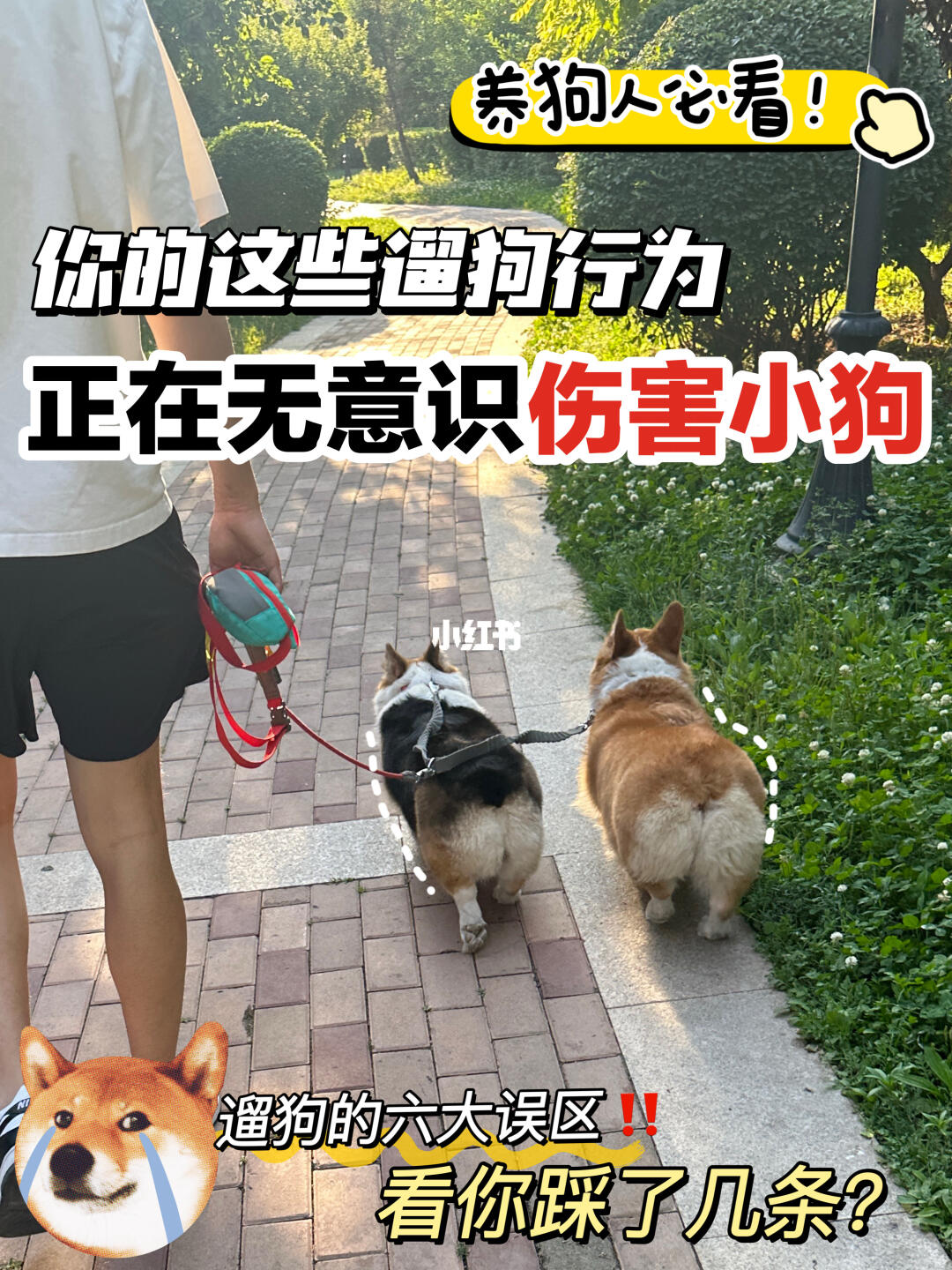 养狗新手必看！遛狗千万不能做的6件事…